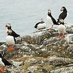 Puffin Island